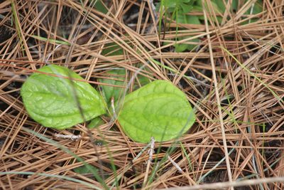Helianthus radula, photographed by Steven Lamonde