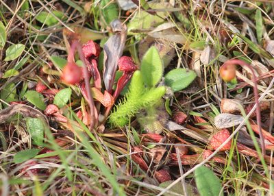 Sarracenia psittacina, photographed by Steven Lamonde