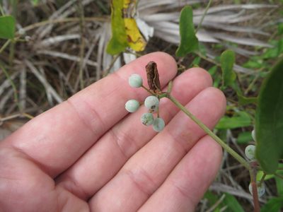 Smilax auriculata, photographed by Ben Machado