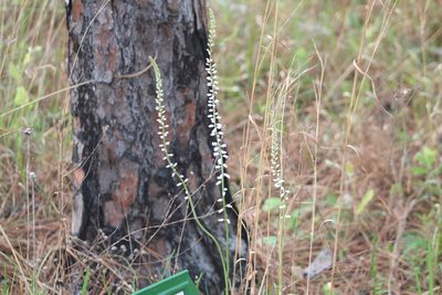 Aletris farinosa, photographed by Steven Lamonde