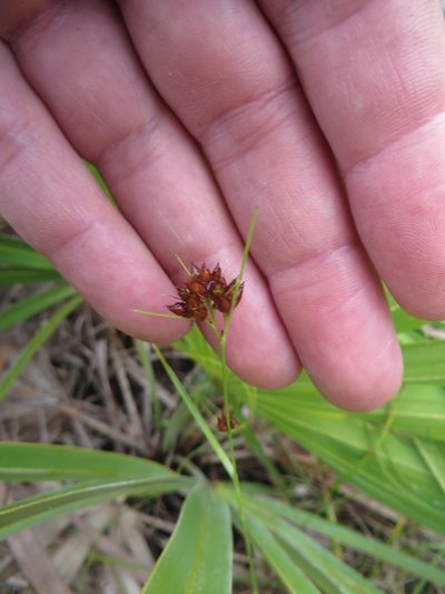 Rhynchospora grayi, photographed by Ben Machado