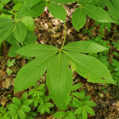Aesculus flava, photographed by Mac Post