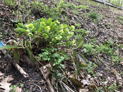 Helleborus orientalis, photographed by Pavel Kacl