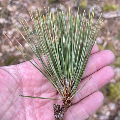 Pinus resinosa, photographed by Jamie VanBuskirk