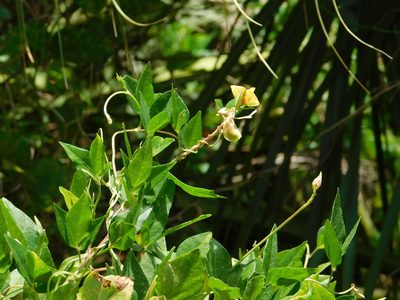 Vigna luteola, photographed by David Garza