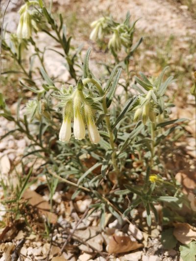 Onosma echioides, photographed by Ljaž