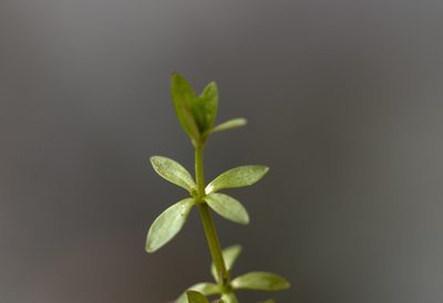 Hydrogalium elongatum, photographed by Вячеслав Юсупов