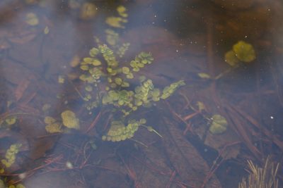 Cardamine dentata, photographed by Вячеслав Юсупов