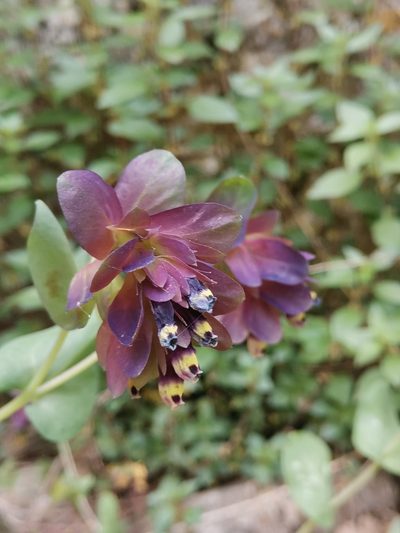 Cerinthe retorta, photographed by Ljaž