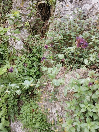 Cerinthe retorta, photographed by Ljaž