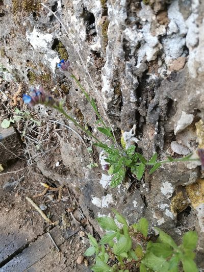 Anchusa cretica, photographed by Ljaž