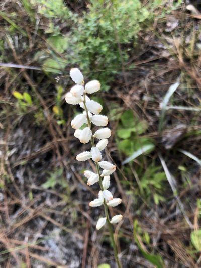 Aletris obovata, photographed by Rosario Douglas