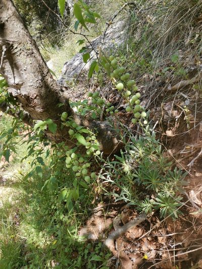 Alyssoides utriculata, photographed by Ljaž