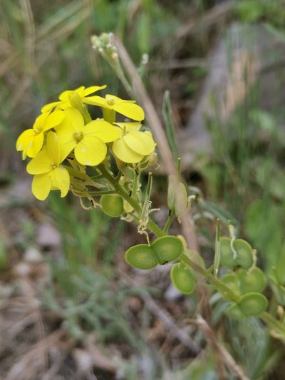 Biscutella cichoriifolia, photographed by Ljaž