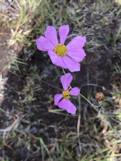 Coreopsis nudata, photographed by Rosario Douglas