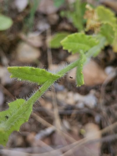 Biscutella cichoriifolia, photographed by Ljaž