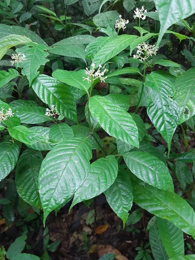 Palicourea acuminata, photographed by chelina batista