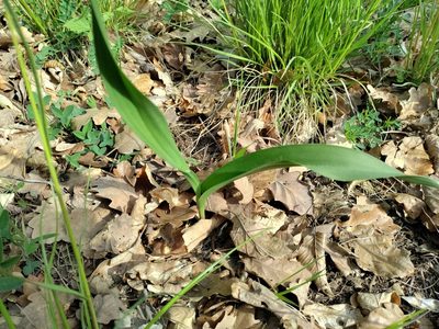 Colchicum autumnale, photographed by David Sandler