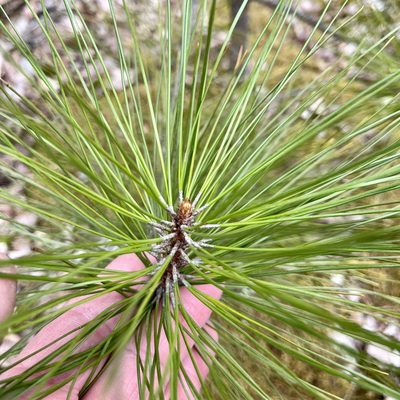 Pinus resinosa, photographed by Jamie VanBuskirk