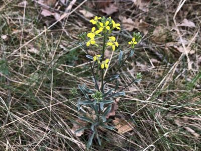 Erysimum crepidifolium, photographed by Pavel Kacl