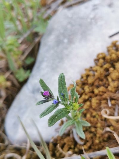 Buglossoides incrassata, photographed by Ljaž