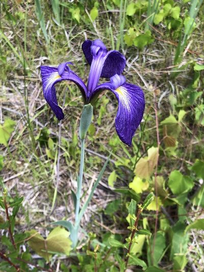 Iris tridentata, photographed by Rosario Douglas