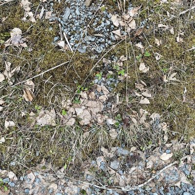 Rubus hispidus, photographed by Jamie VanBuskirk