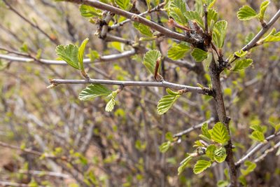 Cercocarpus montanus, photographed by Bob Walker