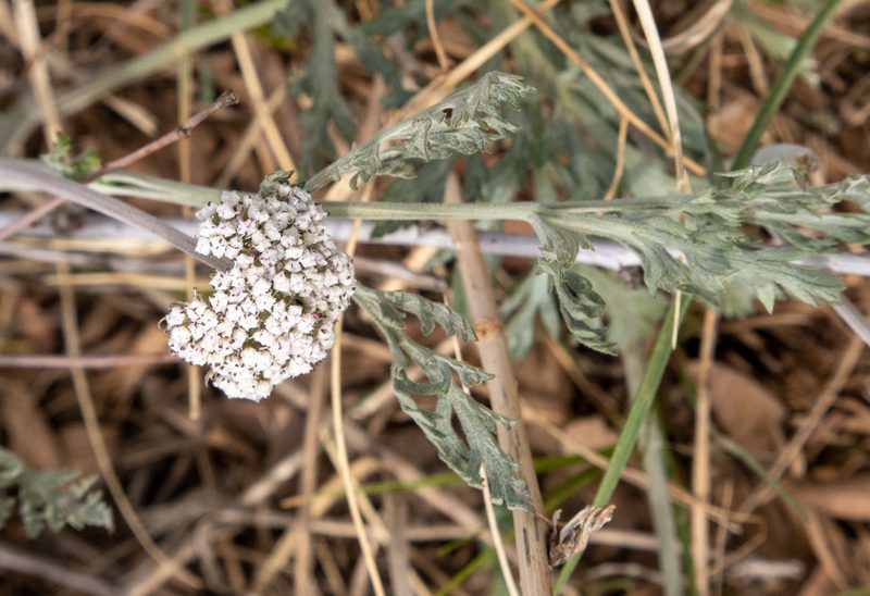 Lomatium orientale, photographed by Bob Walker
