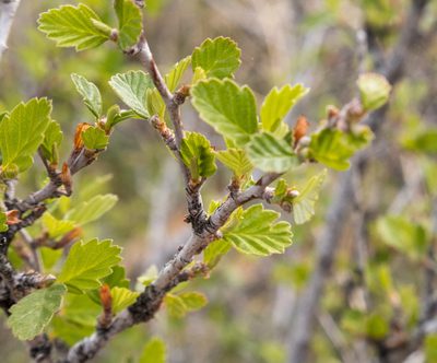 Cercocarpus montanus, photographed by Bob Walker