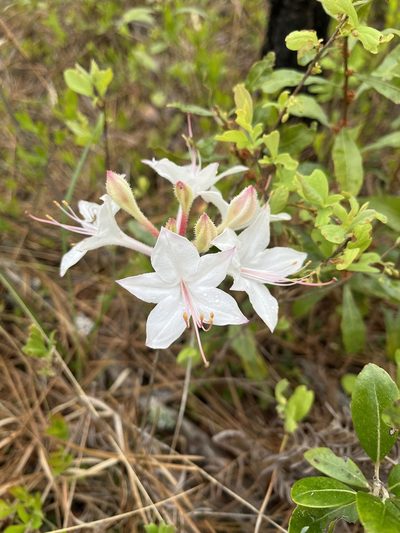 Rhododendron atlanticum, photographed by Matthew Pintar