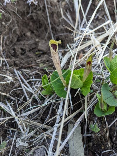 Aristolochia lutea, photographed by Denis Bastianelli