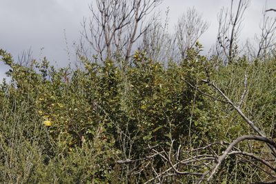 Searsia tomentosa, photographed by Tony Rebelo