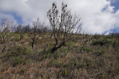 Leucadendron argenteum, photographed by Tony Rebelo