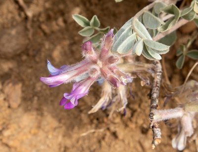 Astragalus shortianus, photographed by Bob Walker