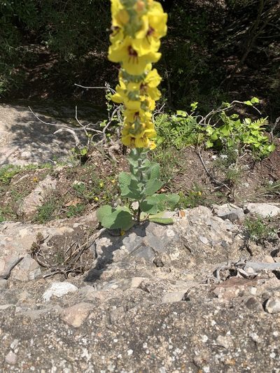 Verbascum boerhavii, photographed by Naturalista