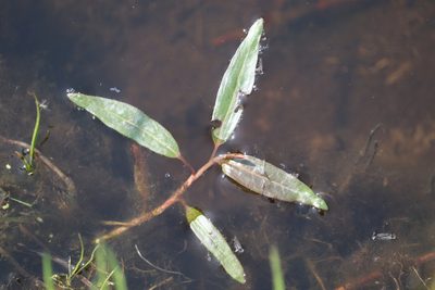 Persicaria amphibia, photographed by Michel Langeveld