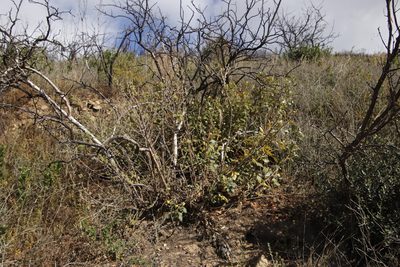 Searsia tomentosa, photographed by Tony Rebelo