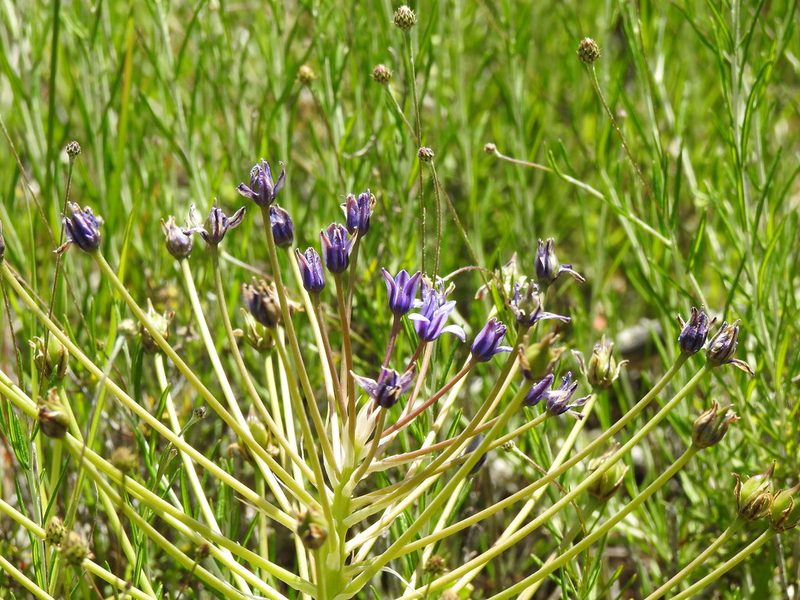 Scilla peruviana, photographed by Duarte Frade