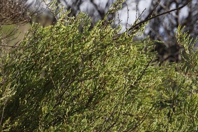 Asparagus rubicundus, photographed by Tony Rebelo