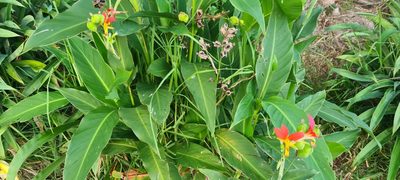Canna indica, photographed by Halema J