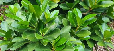 Corynocarpus laevigatus, photographed by Halema J