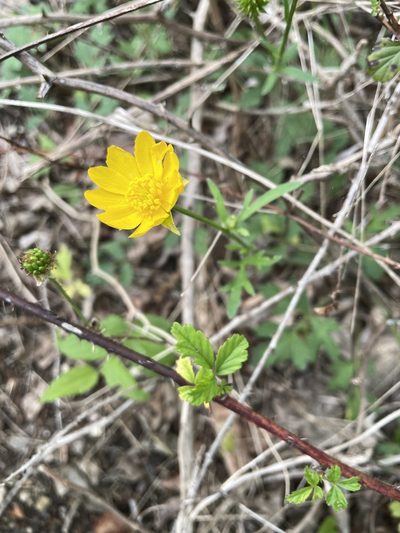 Ranunculus macranthus, photographed by lanechaffin