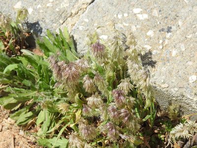 Lamarckia aurea, photographed by Duarte Frade