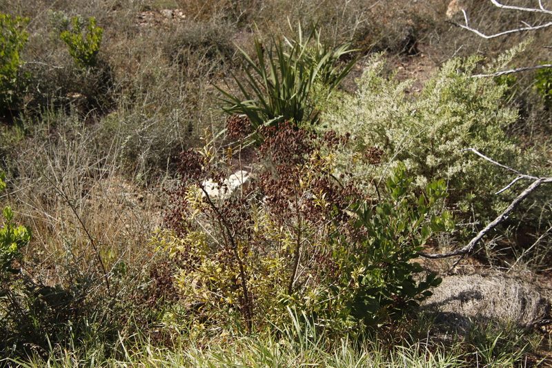 Hypericum canariense, photographed by Tony Rebelo