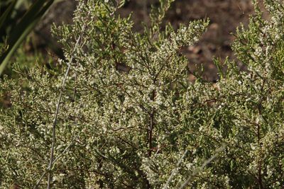 Asparagus rubicundus, photographed by Tony Rebelo