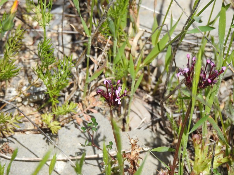 Valeriana cornucopiae, photographed by Duarte Frade