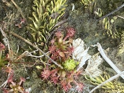 Lycopodiella inundata, photographed by Andre Hosper