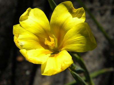Moraea ochroleuca, photographed by Tim Kirsten