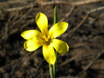 Moraea ochroleuca, photographed by Tim Kirsten